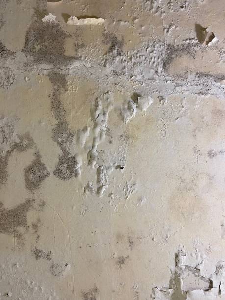 Office Mold Removal Services in Roselawn, IN